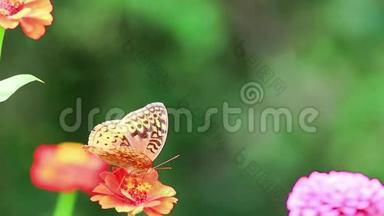 大花贝母蝴蝶在粉红色的zinnia花底部左，飞走了